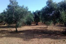 Excellent Plot of land for sale in Marathopolis Peloponnese