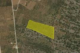 Large buildable olive grove, uninterrupted seaviews
