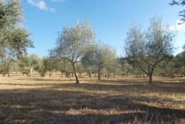 Warehouse of 360 m2 on 3,800 m2 of land.