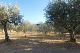 Warehouse of 360 m2 on 3,800 m2 of land.
