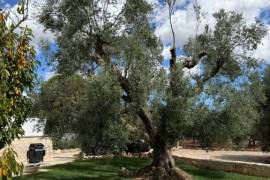 Luxury 3 Villa for Sale In Ostuni Puglia