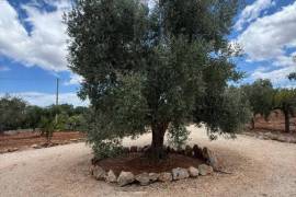 Luxury 3 Villa for Sale In Ostuni Puglia