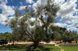 Luxury 3 Villa for Sale In Ostuni Puglia
