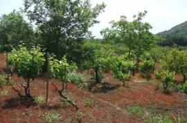 Vineyard With Villa Plans for Sale In Trecastagni Sicily