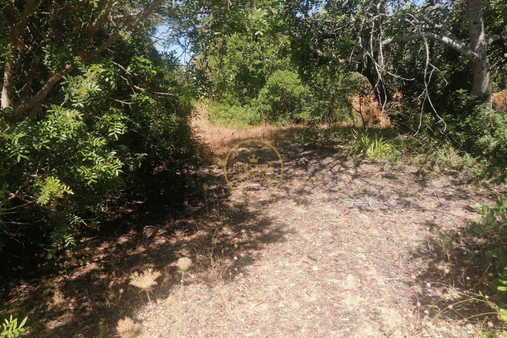 Flat land with good access located between Loulé and Boliqueime