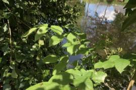 Wooden Chalet on Land Bordered by a River