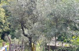 Farm With Land For Sale In Seia Guarda Serra da Estrela Natural Park