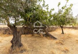 Land Elvas Land Elvas