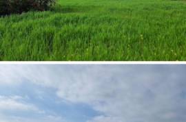 Excellent Plot of land for sale in Agios Theodoros Larnaca Cyprus