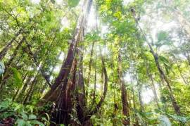 Excellent Plot of land for sale in Amazon Rainforest Brazil