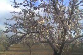 Excellent Plot of land for sale in Yelca Murcia Spain Excellent Plot of land for sale in Yelca Murcia Spain
