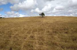 Diamond Farms Algarve for Sale in Silves Portugal