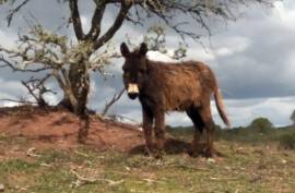 Diamond Farms Algarve for Sale in Silves Portugal