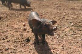 Diamond Farms Algarve for Sale in Silves Portugal