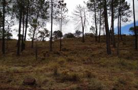 Diamond Farms Algarve for Sale in Silves Portugal