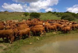 Stunning Farm With Land For Sale in Eastern Cape South Africa Stunning Farm With Land For Sale in Eastern Cape South Africa