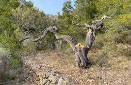Excellent Plot of land for sale in Pratdip L Hospitalet de l Infant Tarragona Spain Excellent Plot of land for sale in Pratdip L Hospitalet de l Infant Tarragona Spain