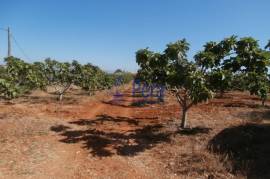 Figueiral - fig orchard.