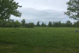 Organic cattle breeding farm in Latvia