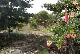 Small Farm near Valley of Peace Village Belize