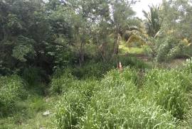 Small Farm near Valley of Peace Village Belize