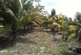 Small Farm near Valley of Peace Village Belize