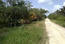 Small Farm near Valley of Peace Village Belize