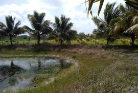 Small Farm near Valley of Peace Village Belize