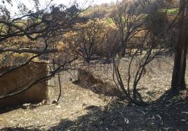 Rustic terrain with ruin in Alferce Rustic terrain with ruin in Alferce