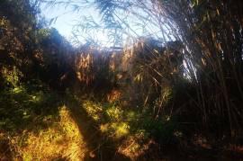 Plot of Land with ruin for development