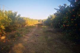 Plot of Land with ruin for development