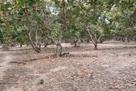 Excellent Plot of land Cashew Nut Farm for sale in