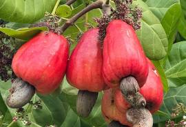 Excellent Plot of land Cashew Nut Farm for sale in