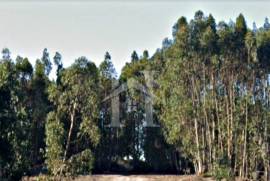 Terreno Rústico em Ramalhal a 10 minutos de Torres Vedras
