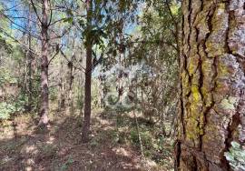 Land for sale - Casal do Clérigo (Salir de Matos)