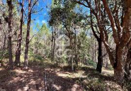 Land for sale - Casal do Clérigo (Salir de Matos)