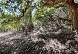 Land for sale - Casal do Clérigo (Salir de Matos)