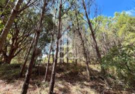 Land for sale - Casal do Clérigo (Salir de Matos)