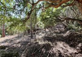 Land for sale - Casal do Clérigo (Salir de Matos)