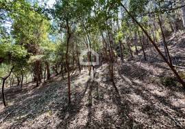 Land for sale - Casal do Clérigo (Salir de Matos)
