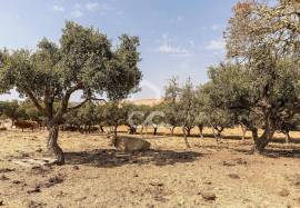 Land Reguengos de Monsaraz