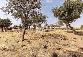 Land Reguengos de Monsaraz