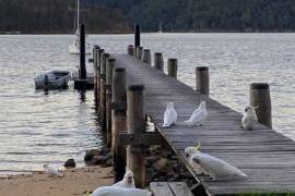Stunning Waterfront Property For Sale on Scotland Island Sydney
