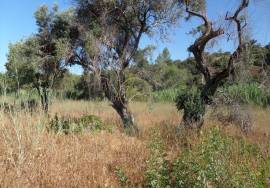 Land with Ruins to Renovate – Near Loulé