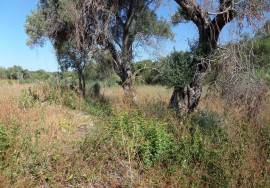 Land with Ruins to Renovate – Near Loulé