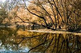 A Romantic riverside cottage on the Danube and one Business building for sale in Komárom