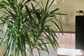 House / villa for sale 235 sqm in Bucuresti, Domenii area