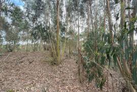 Terreno Rústico em Ramalhal a 10 minutos de Torres Vedras
