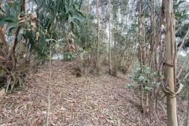 Terreno Rústico em Ramalhal a 10 minutos de Torres Vedras