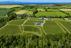 FAIRY TREES WINERY & DISTILLERY For Sale In Dunleer County Louth Ireland FAIRY TREES WINERY & DISTILLERY For Sale In Dunleer County Louth Ireland